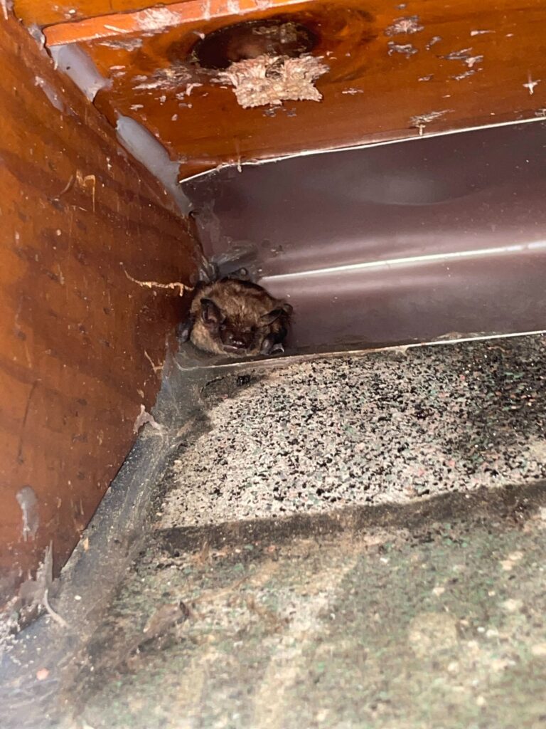 Wake Wildlife Removal