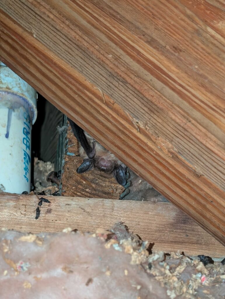 Wake Wildlife Removal