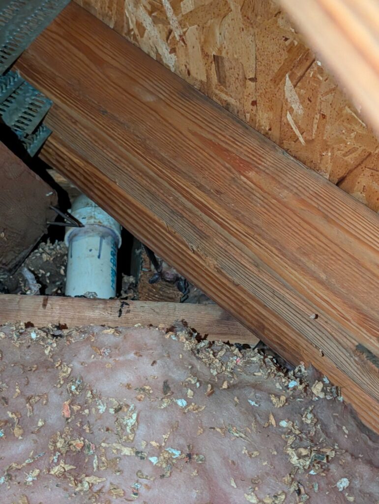 Wake Wildlife Removal