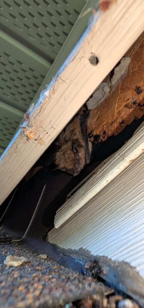 Wake Wildlife Removal