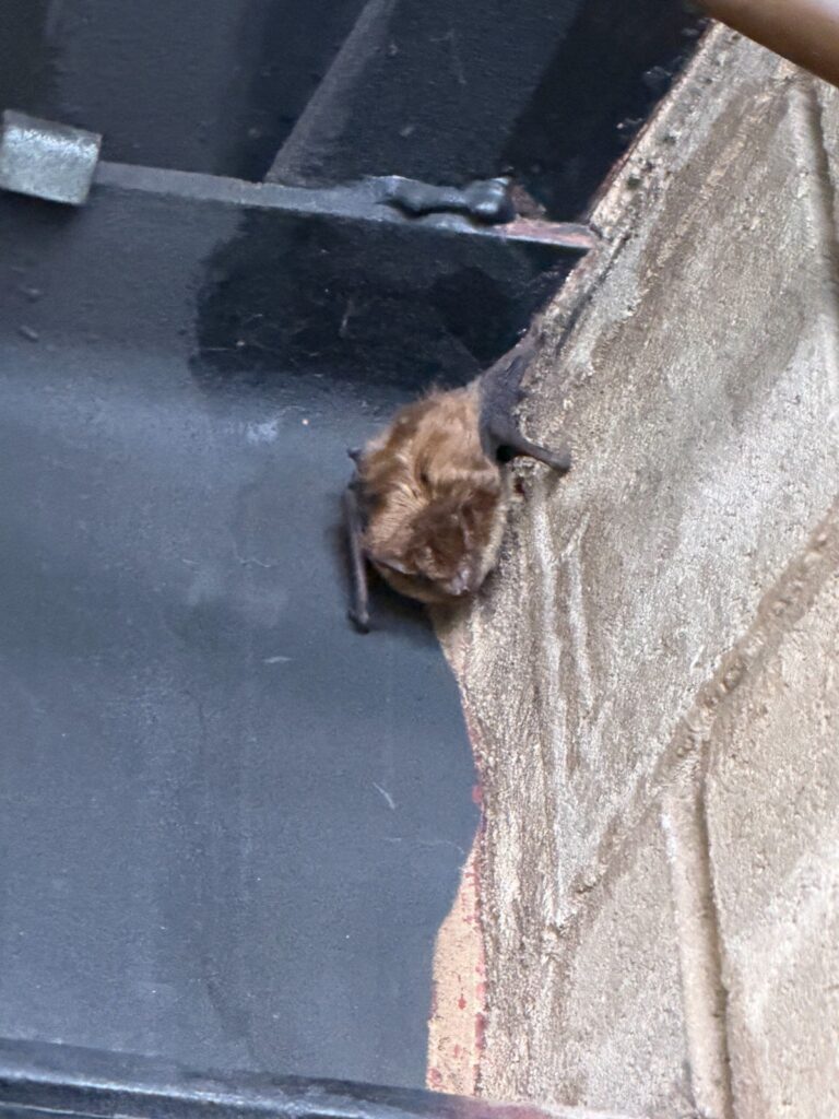 Wake Wildlife Removal