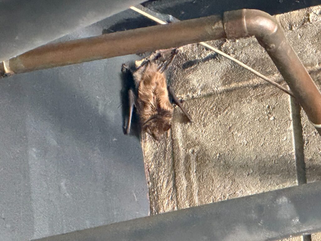 Wake Wildlife Removal